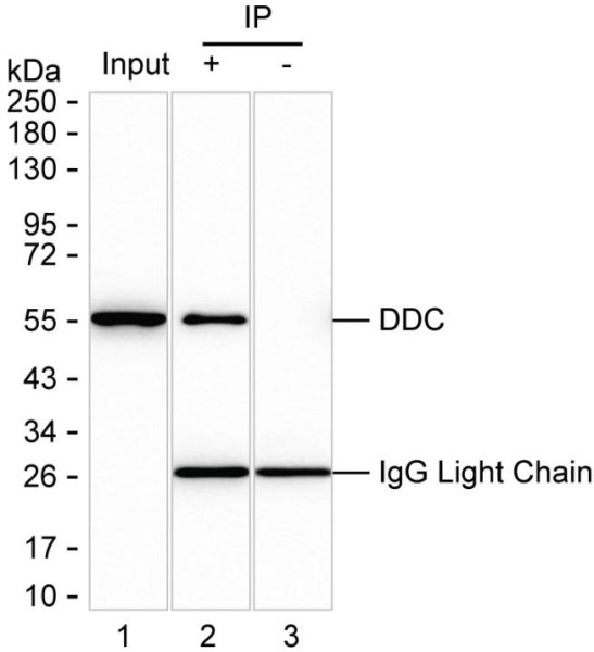 Anti-DDC