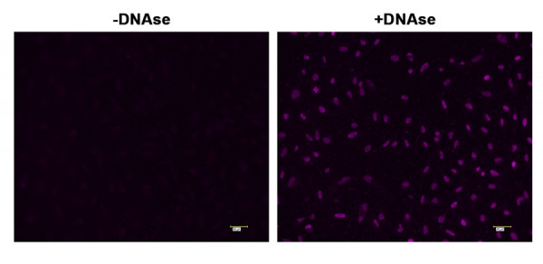 Cell Meter(TM) Fixed Cell and Tissue TUNEL Apoptosis Assay Kit *Blue Fluorescence*