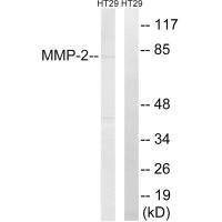 Anti-MMP2