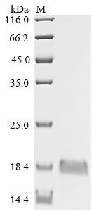 Gamma-aminobutyric acid receptor-associated protein (GABARAP), human, recombinant