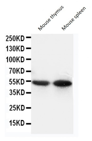 Anti-CD14