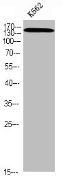 Anti-Phospho-SMC1A (S966)