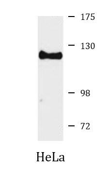 Anti-CDK11