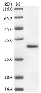 Transforming growth factor beta-1 proprotein (Tgfb1), partial, rat, recombinant