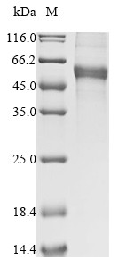 GDNF family receptor alpha-1 (Gfra1), mouse, recombinant