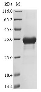 DNA polymerase theta (POLQ), partial, human, recombinant