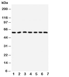 Anti-CYP11B1