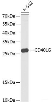 Anti-CD40LG