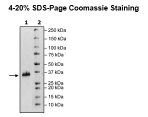 Spike S1 RBD (V367F), Avi-His-tag Biotin-labeled (SARS-CoV-2) HiP(TM)