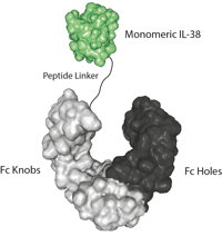 IL-38 (aa 20-152) (human) (monomeric):Fc-KIH (human) (rec.)
