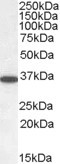 Anti-PPP2CA / PPP2CB, C-terminal