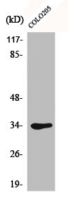 Anti-CDK1