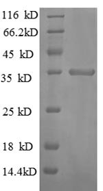 C-X-C motif chemokine 10 (Cxcl10), mouse, recombinant