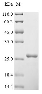 Vascular endothelial growth factor A (VEGFA), human, recombinant