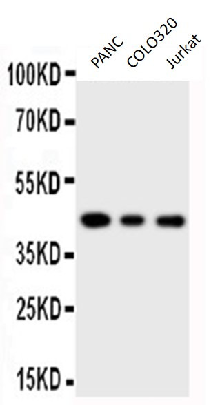 Anti-MAPK13 / SAPK4