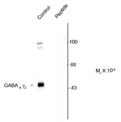 Anti-phospho-GABAA Receptor gamma 2 (Ser327)