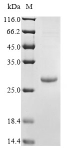 Platelet-derived growth factor subunit B (PDGFB), human, recombinant