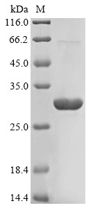 Apoptosis-associated speck-like protein containing a CARD (PYCARD), human, recombinant