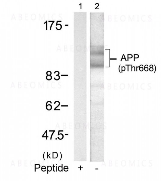 Anti-phospho-APP (668)