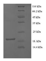 Fibroblast growth factor 1 (Fgf1), mouse, recombinant