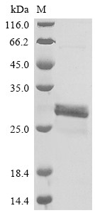 Plasminogen activator inhibitor 1 (SERPINE1), partial, human, recombinant