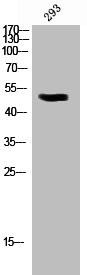 Anti-Phospho-PDCD4 (S457)