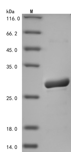 Dihydrofolate reductase (DHFR), human, recombinant