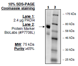 PADI-4, human recombinant protein, FLAG-tag