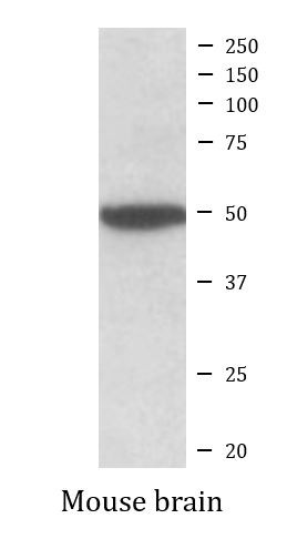 Anti-CHRM2