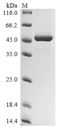 Interleukin-10 (IL10), Macaca mulatta, recombinant