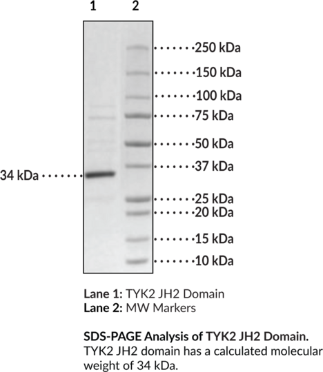 TYK2 JH2 Domain (human, recombinant, aa 575-869)