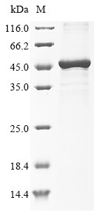 Transmembrane protease serine 11A (Tmprss11a), partial, mouse, recombinant