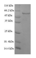 Serpin H1 (Serpinh1), mouse, recombinant