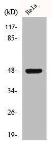 Anti-SIRPB1