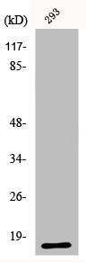 Anti-RNASE3