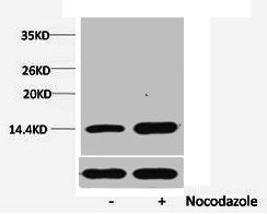 Anti-Phospho-Histone H1 (Ser1)