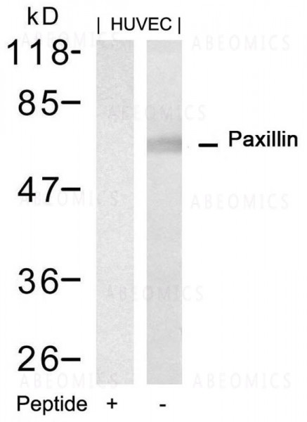 Anti-Paxillin (Ab-88)