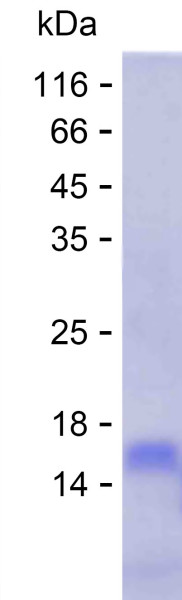 ATP1B1 (human), recombinant protein