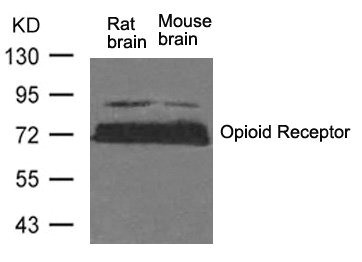 Anti-OPRM1 (Ab-375)