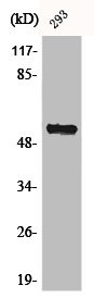 Anti-CHRNA5