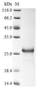 Fibroblast growth factor 2 (FGF2), chicken, recombinant