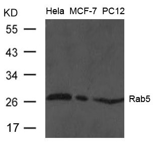 Anti-RAB5A