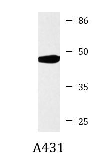 Anti-CKMT1, clone 1A6-C7-G10