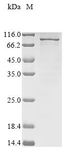 Semaphorin-3B (SEMA3B), human, recombinant