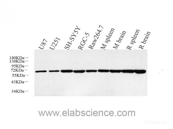 Anti-HSP60