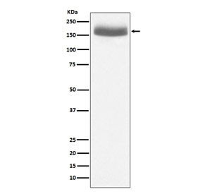 Anti-EGF / Epidermal Growth Factor, clone ABOF-5