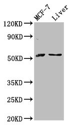 Anti-AKT2