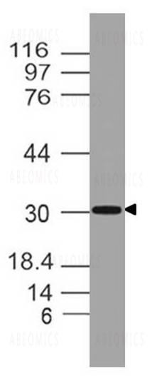 Anti-TSLP (Clone: ABM2D78)