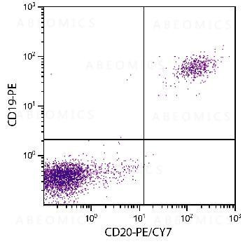 Anti-CD20-PE/CY7 (human) [Mouse]