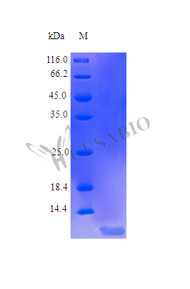 Insulin-like growth factor II protein (IGF2) (Active), human, recombinant